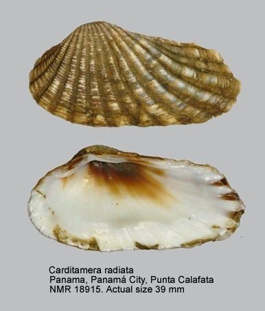 Carditidae HomeNATURAL HISTORY MUSEUM ROTTERDAM Mollusca Bivalvia Carditidae