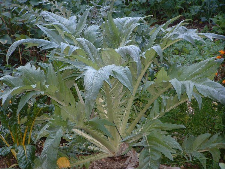 Cardoon Cardoon Garden Housecalls