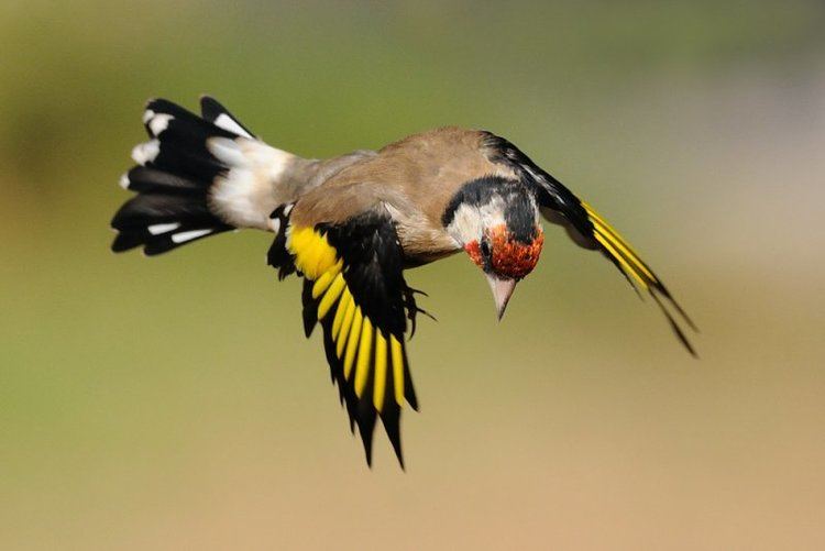 Carduelis Goldfinch Photo Gallery by Uri Kolker at pbasecom