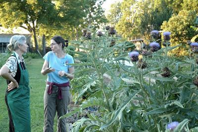 Carduoideae Catalogue of Organisms Thistle Be The One Taxon of the Week