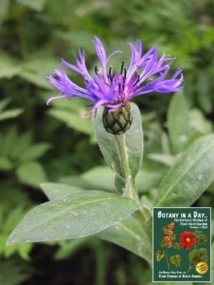 Carduoideae Asteraceae Carduoideae The Aster Family ThistleArtichoke