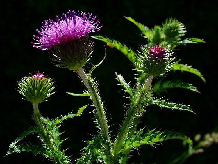 Carduus Carduus crispus Welted Thistle Curly plumeless thistle PFAF Plant