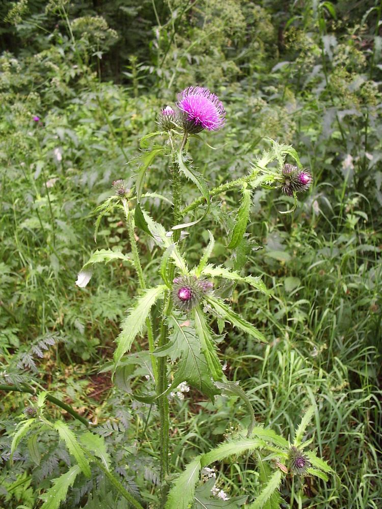 Carduus Carduus Wikimedia Commons