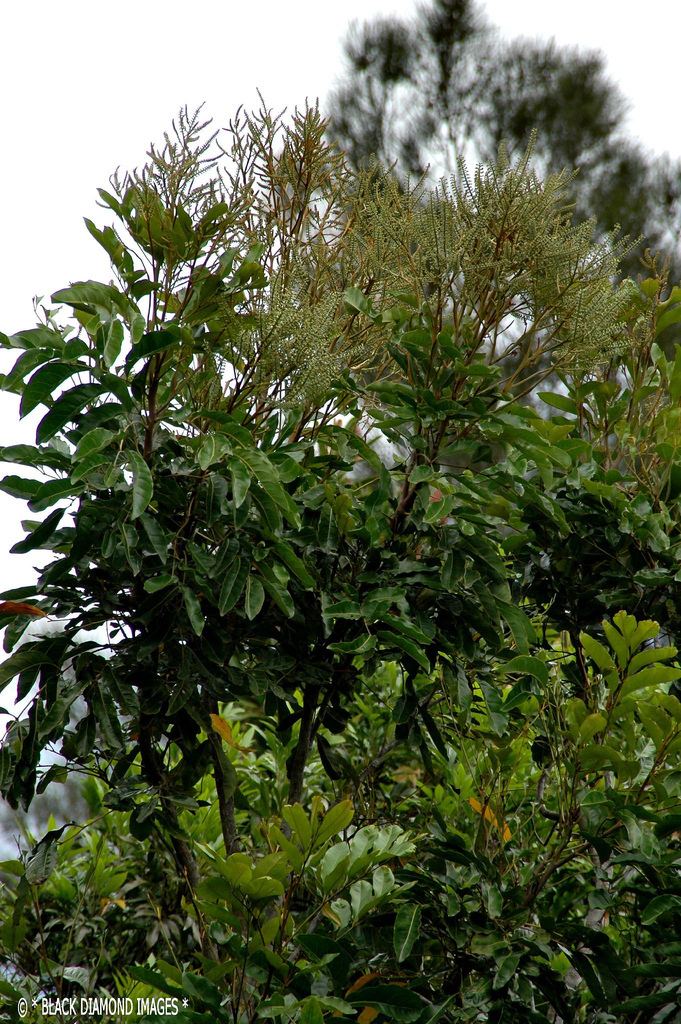 Cardwellia Cardwellia sublimis Cardwellia sublimis Northern Silky Flickr