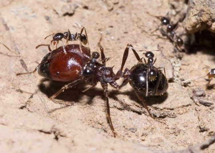 Carebara diversa Ants of India Common Indian Ants