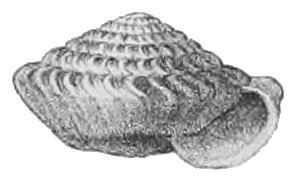 Careoradula perelegans