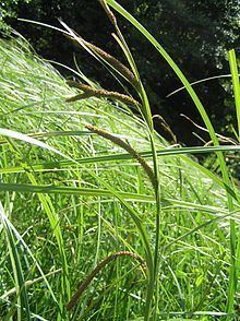 Carex acuta httpsuploadwikimediaorgwikipediacommonsthu