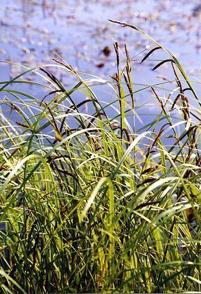 Carex acuta Carex acuta Wikipdia