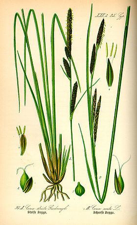 Carex acuta Carex acuta Wikipedia ting Vit