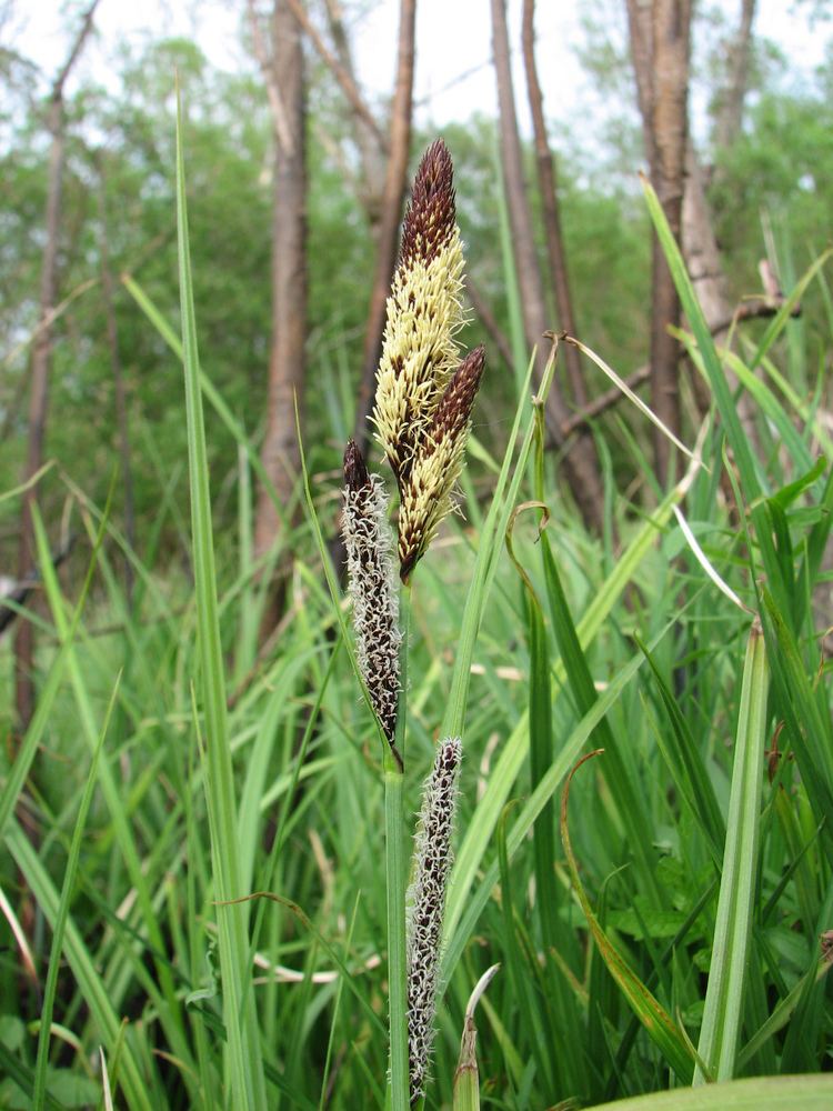 Carex acutiformis Carex acutiformis Wikipedia