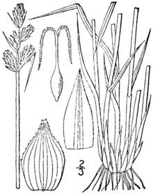Carex adusta httpsuploadwikimediaorgwikipediacommonsthu