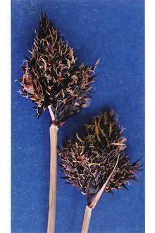 Carex albonigra httpsuploadwikimediaorgwikipediacommonsthu