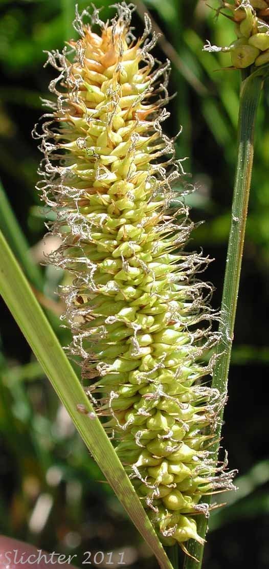 Carex amplifolia Ampleleaved Sedge Bigleaf SedgeBigleaf Sedge Carex amplifolia