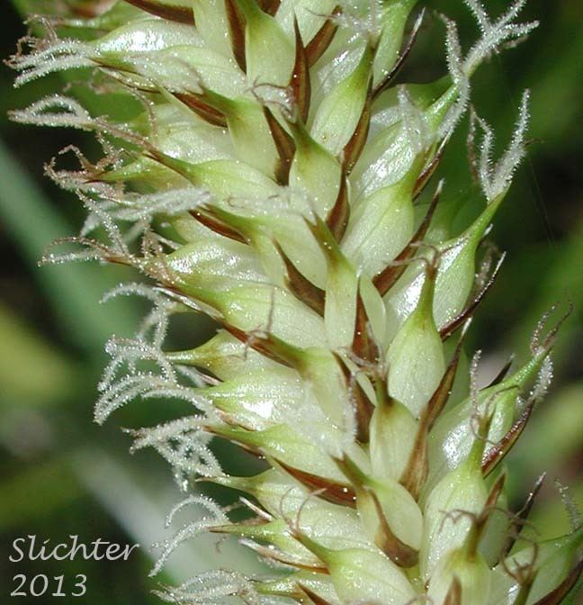 Carex amplifolia Ampleleaved Sedge Bigleaf SedgeBigleaf Sedge Carex amplifolia