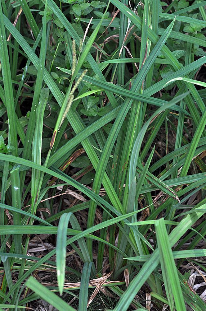 Carex amplifolia Carex amplifolia