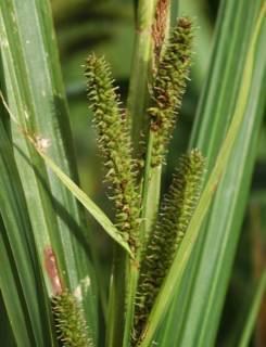 Carex amplifolia Washington Native Plant Society Starflower Image Herbarium