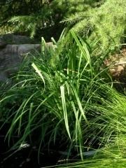 Carex amplifolia wwwtheodorepayneorgmediawikiimagesthumb180px