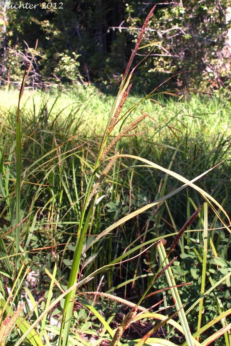 Carex amplifolia Ampleleaved Sedge Bigleaf Sedge Carex amplifolia