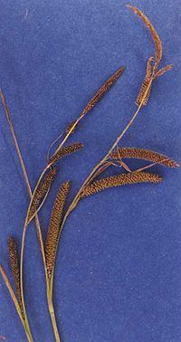 Carex angustata httpsuploadwikimediaorgwikipediacommonsthu