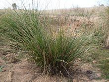 Carex appressa httpsuploadwikimediaorgwikipediacommonsthu