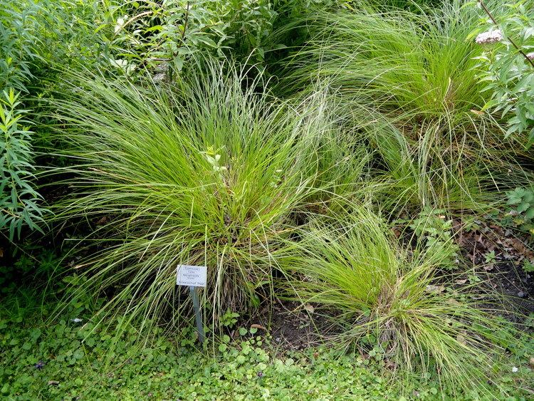 Carex appropinquata FileCarex appropinquata Botanical Garden University of Frankfurt