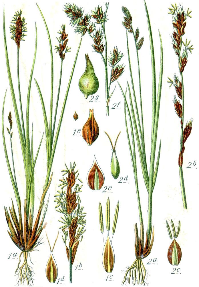 Carex appropinquata Turzyca tunikowa Wikipedia wolna encyklopedia