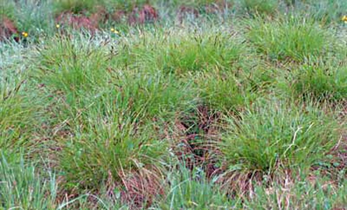 Carex appropinquata Carex appropinquata