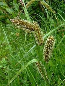 Carex aquatilis httpsuploadwikimediaorgwikipediacommonsthu