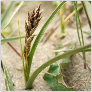 Carex arenaria Irish Sedges Sand Sedge