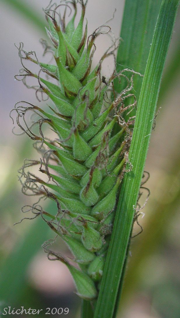 Carex atherodes Awned Sedge Wheat Sedge Carex atherodes