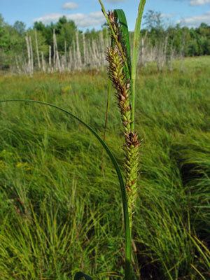 Carex atherodes Maine Natural Areas Program Rare Plant Fact Sheet for Carex atherodes