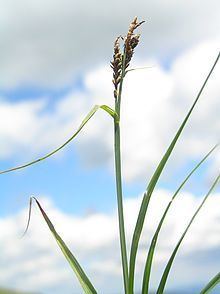 Carex bigelowii httpsuploadwikimediaorgwikipediacommonsthu