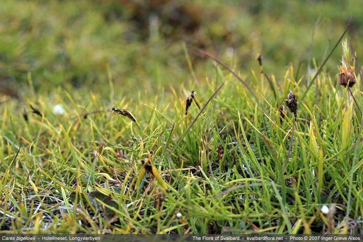 Carex bigelowii Carex bigelowii ssp arctisibirica The Flora of Svalbard