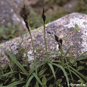 Carex bigelowii Carex bigelowii Torrey ex Schwein Stiff Sedge Flora of