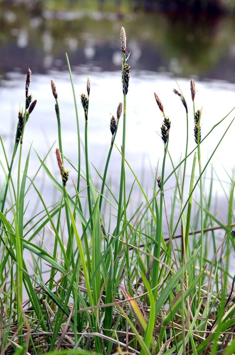 Carex bigelowii Classification Arctic Flora of Canada and Alaska