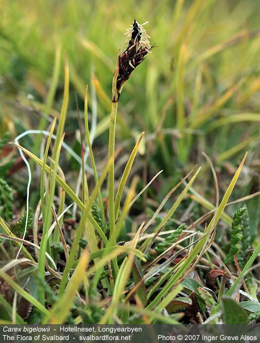 Carex bigelowii Carex bigelowii ssp arctisibirica The Flora of Svalbard