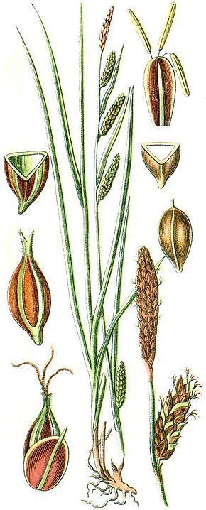 Carex binervis Carex binervis Wikipdia