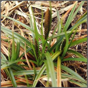 Carex binervis Irish Sedges Greenribbed Sedge