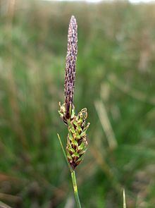 Carex binervis httpsuploadwikimediaorgwikipediacommonsthu