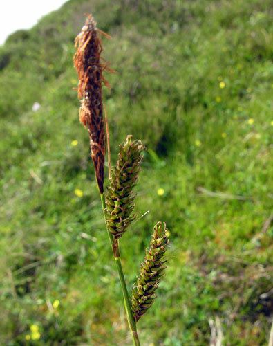 Carex binervis Carex binervis from Assynt