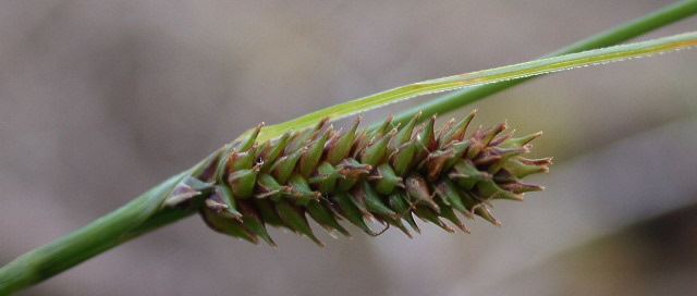Carex binervis Carex binervis