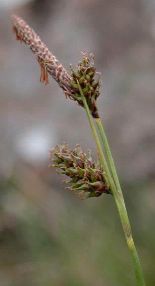 Carex binervis Carex binervis