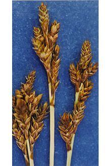 Carex brunnescens httpsuploadwikimediaorgwikipediacommonsthu