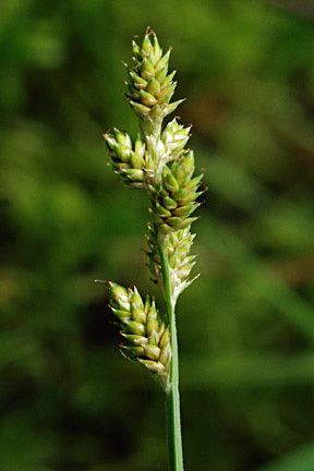 Carex canescens Carex canescens