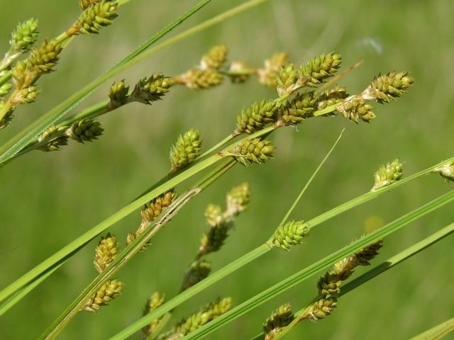 Carex canescens White Sedge Carex canescens Biopix photoimage 11958