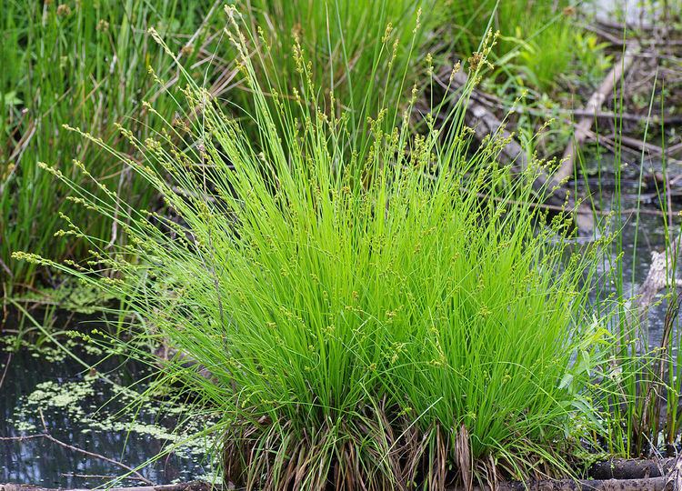 Carex canescens FileCarexCanescensjpg Wikimedia Commons