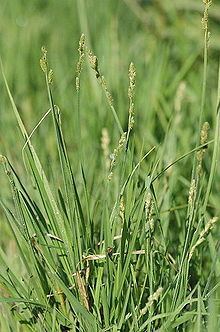 Carex canescens httpsuploadwikimediaorgwikipediacommonsthu