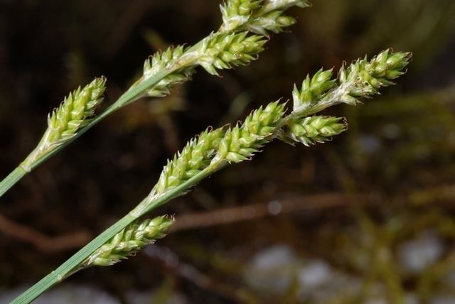 Carex canescens White Sedge Carex canescens Biopix photoimage 43595