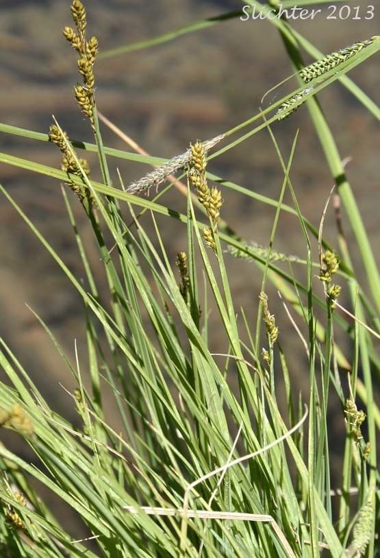 Carex canescens Grey Sedge Silvery Sedge Carex canescens ssp canescens Synonyms