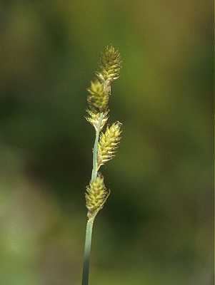 Carex canescens Online Virtual Flora of Wisconsin Carex canescens